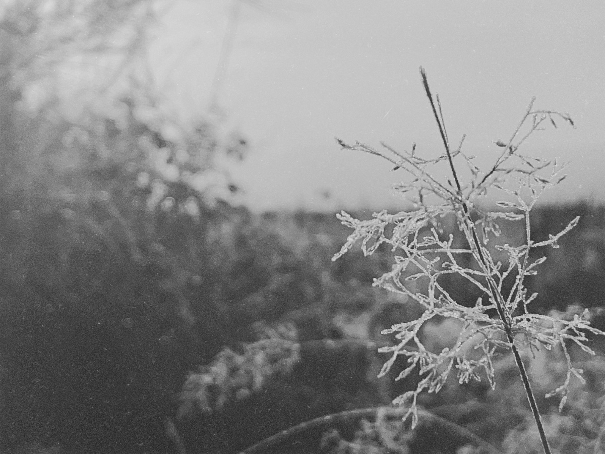 seasonalgreetings03