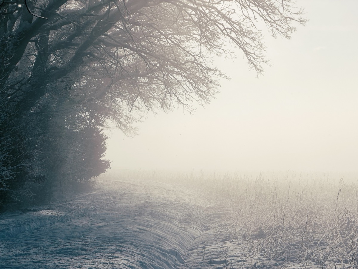 wonderland05